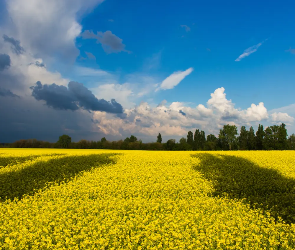 Pexels Kostiantyn Stupak 190340